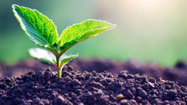 Self Inquiry with Linda Yameen